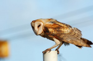 The barn owl, aka tyto alba.
