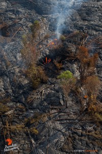 Aug. 6:  Lava spills into a pit, more than likely a collapsed lava tube, filling it quickly and consuming trees that stand in its way.  Photo: Extreme Exposure Media/Paradise Helicopters.