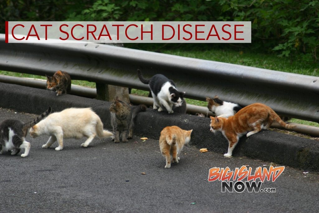 Hawai‘i Keiki More Susceptible to ‘Cat Scratch Disease’