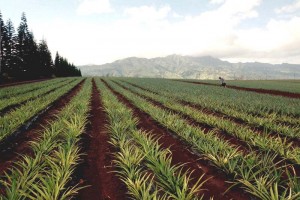 Pineapple growers are facing immense low-wage competition internationally. Image courtesy UC Davis.