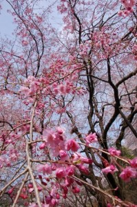 Sakura blossoms, photo by Aaron Hamasaki