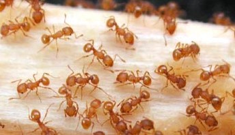 Little fire ants can deliver a painful sting and welts that can last for weeks. HISC photo.