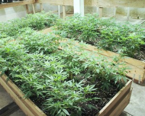 Younger marijuana plants found in the bunker. HPD photo.