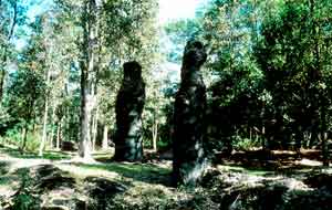 Lava Tree State Monument. DLNR photo.