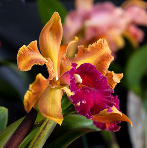 The Kona Orchid Society is holding a show this Friday and Saturday at the Old Airport pavilion. Photo by Ben Gaddis.