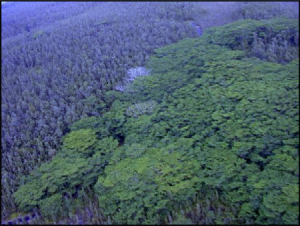 Albizia trees threaten to overtake native forests. image courtesy HISC.