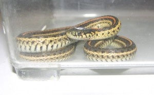 The snake will be used for educational purposes before being shipped out of state. DOA photo.