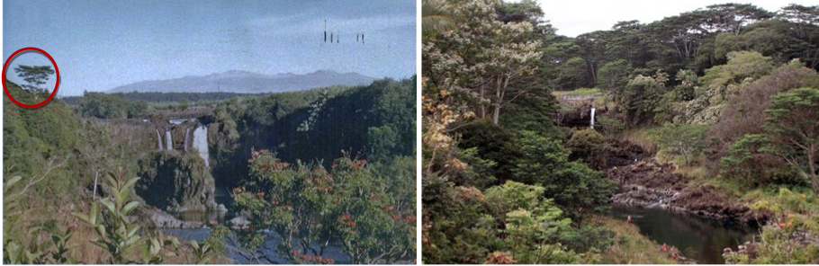 A before and after image shows how Albizia trees have affected the area known as "boiling pots" over the last few decades. Image courtesy HISC.