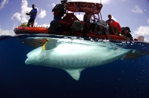 Researchers tag a captured tiger shark for study. UH image.
