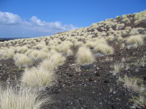 Highly flammable fountain grass is shown dominating this slope in Ka`u. NPS image.