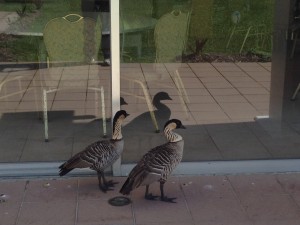 A pair of Nene geese stare into an empty dining room. Photo by Nate Gaddis.