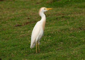 The cattle egret. Photo courtesy Bryan Harry/Pacific Islands Coral Reef Program.