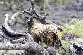Feral sheep like the one shown above, and feral-mouflon hybrids, are the targets of an eradication effort designed to protect the habitat of the endangered palila. NPS file photo.
