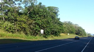 An example of the uncleared median of Route 11, taken from the Hilo-bound lane. Photo by Dave Smith.