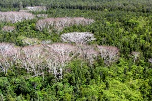 Albizia trees are shown dead and dying after being treated with herbicide. BIISC photo. 