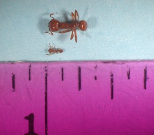 This Hawaii Department of Agriculture photo shows a comparison of the size of the little fire ant, which measures just 1/16 of an inch, to the bigger tropical fire ant.