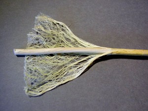 Fibers from a stalk of hemp. Public domain image.