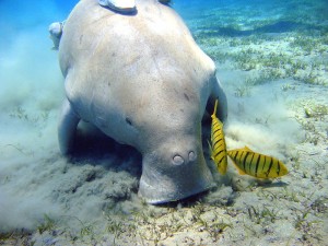 A dugong feeding on seagrass. Photo by Julien Willem/Wikimedia.