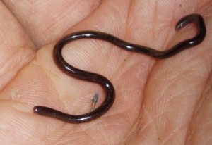 Hawaii's blind burrowing snake (Ramphotyphlops braminus). Pacificislandparks.com photo.