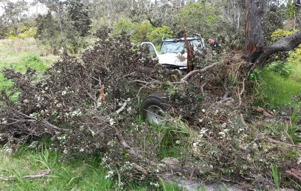 This yea-on view of the truck shows the damage it did to the ohia tree. The truck's left front tire0s sitting amidst a broken branch. Photo by Dave Smith.