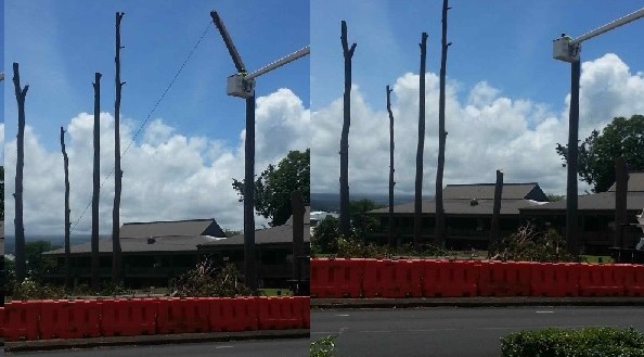 These photos show a worker cutting off a section of the trunk and the section heading toward the ground (click to enlarge).