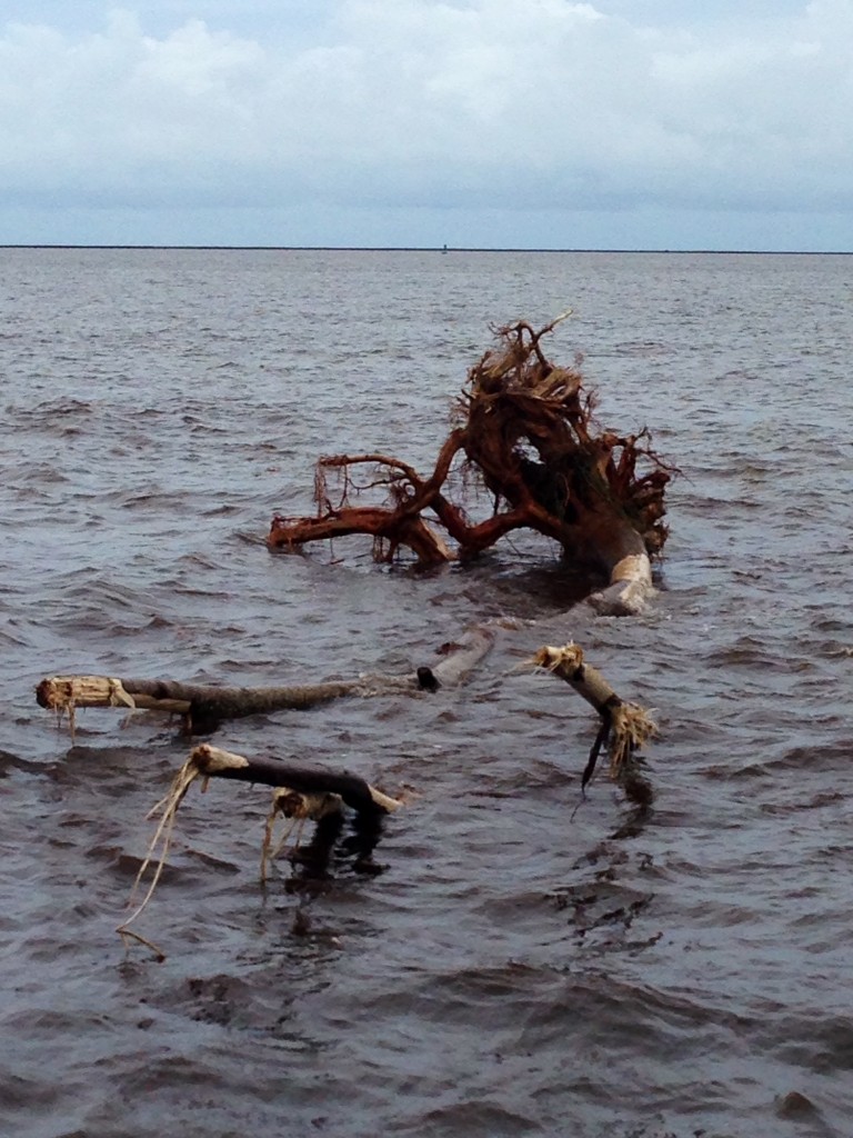 An uprooted tree floats lifeless in Hilo Bay. Photo by Nate Gaddis.