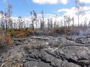 This photo taken on Jan. 21 shows a downslope view at the leading tip of the flow, which is surrounded by burned vegetation. HVO photo.