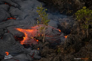 In this photo taken on Feb. 9, a toe of pahoehoe consumes ohia saplings established on an old ‘a‘a flow about a mile downslope of Pu‘u ‘O‘o. Photo credit: Extreme Exposure Media/Paradise Helicopters.
