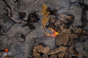In this photo, taken on Feb. 13, an ohia sapling in the middle of an ‘a‘a field is surrounded by pahoehoe. Photo credit: Extreme Exposure Media/Paradise Helicopter.