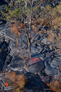 In this photo, taken Feb. 13, an active lobe of lava surrounds the trunk of a 40 foot ohia about a 1/2 mile upslope of the distal tip. Photo credit: Extreme Exposure Media/Paradise Helicopters.