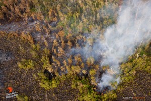 In this photo taken o Feb. 6, activity continued in the flow field downslope of Pu‘u ‘O‘o, as lava began entering the forest bordering the northern perimeter. Photo credit: Extreme Exposure/Paradise Helicopters.