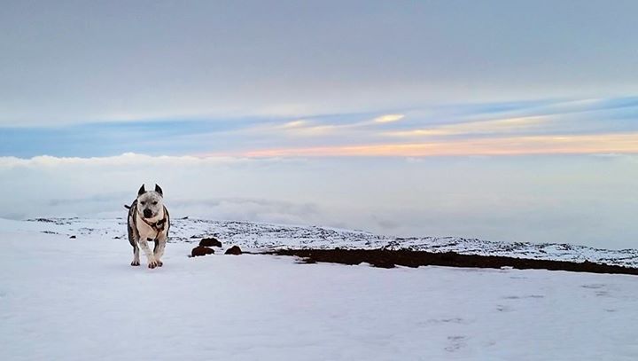 Mauna Kea Snow /  Image: Kathy Kim Peters