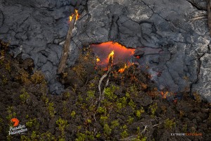 In this photo, taken March 16, Pahoehoe creeps over an old ‘a‘a flow and encroaches upon ohia saplings. Photo credit: Extreme Exposure Media/Paradise Helicopters.
