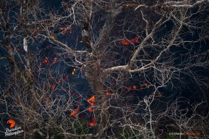 This photo, taken March 26, shows the barren, sunlight bleached branches of ohia trees, contrast starkly with oranges and blacks of the active flow beneath. Photo credit: Extreme Exposure Media/Paradise Helicopters.