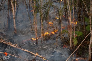 In this photo, taken March 27, a finger of lava flows through an ohia forest, consuming the understory of hapu‘u ferns. Photo credit: Extreme Exposure Media/Paradise Helicopters. 