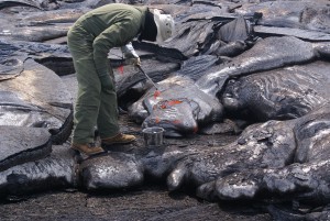 In this photo, taken March 17, a Hawaiian Volcano Observatory geologists gets a fresh lava sample closest to the vent as possible. The sample is sent to the University of Hawai'i at HIlo for quick analysis of a few components and prepared for a fuller analysis of its chemical components by a lab on the mainland. USGS HVO photo.