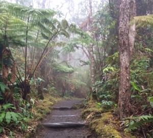 Crater Rim Trail winds through the native rainforest surrounding Kīlauea caldera in Hawai'i Volcanoes National Park. NPS Photo/Jessica Ferracane. 