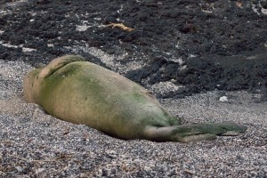 Hawaiian Monk Seal, B-18. Photo credit: Julie Steelman.