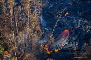 June 25: A finger of lava takes a tree as it flows eastward.  Photo: Extreme Exposure Media/Paradise Helicopters.