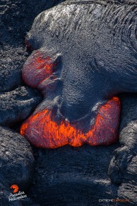 2015 06 25 - Puna, Hawaii:  A toe of lava pushes through its thickened skin.  Photo: Extreme Exposure Media/Paradise Helicopters