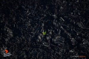 2015 06 25 - Puna, Hawaii:  A lone ‘ama‘u fern (Sadleria cyatheoides), is the first sign of life on this old ‘a‘a flow on the eastern flank of Pu‘u ‘O‘o crater.  Photo: Extreme Exposure Media/Paradise Helicopters