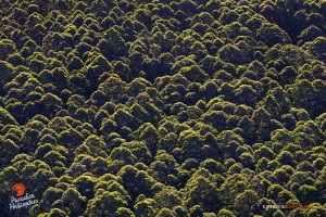 2015 06 25 - Puna, Hawaii:  The early morning sunlight illuminates the tops of tall eucalyptus trees in the Waiakea Forest Reserve.  Photo: Extreme Exposure Media/Paradise Helicopters