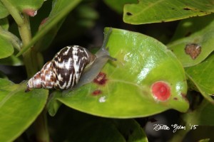 A rare kahuli tree snail (Partulina physa) crawls on an ʻōhiʻa leaf. Once found throughout Hawai'i Island, its numbers have fallen dramatically over the past 50 years. Today the snail is found only on Kohala Mountain. (Photo © Nate Yuen)