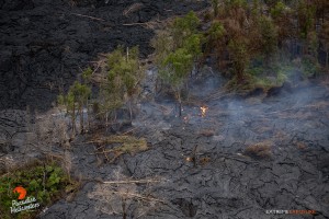July 9: Activity near the distal tip continues to consume remaining stands of ohia trees in the middle of the flow field.  Photo: Extreme Exposure Media/Paradise Helicopters.