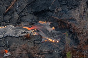 July 23: A lobe of lava begins consuming toppled trees lying on a recent flow.  Photo: Extreme Exposure Media/Paradise Helicopters.