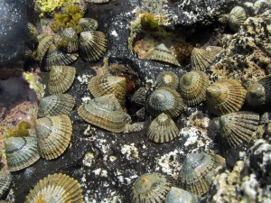 ‘Opihi are abundant along the shoreline of Nihoa in Papahānaumokuāke Marine National Monument. Credit: Hoku Johnson/NOAA.