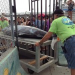 Volunteers roll away the marlin caught by the Rod Bender. Photo by Jamilia Epping.