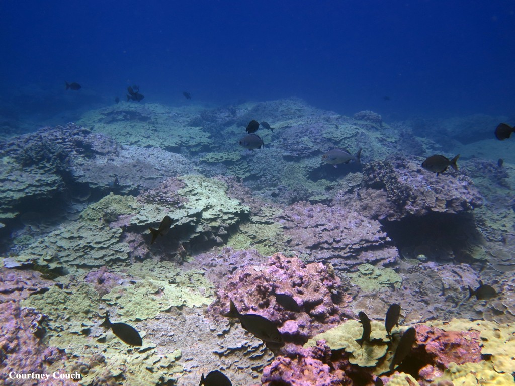 Papahânaumokuâkea Marine National Monument. Courtesy photo.