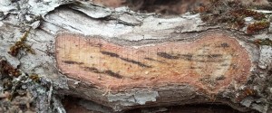 Bark slash of an ʻōhiʻa tree showing tangential view of dark staining of sapwood from ​​Ceratocystis​ ​infection. Courtesy of Univeristy of Hawaii College of Tropical Agriculture​ ​and Human Resources.