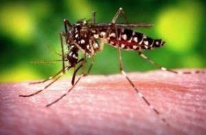 An Aedes aegypti mosquito is pictured here. The mosquito is one of two in Hawai'i known to spread the dengue virus. Hawai'i Department of Health photo.